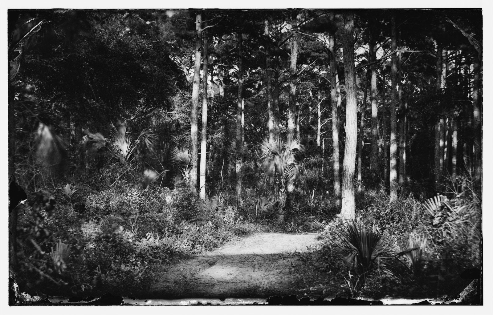 A Path Through the Pines