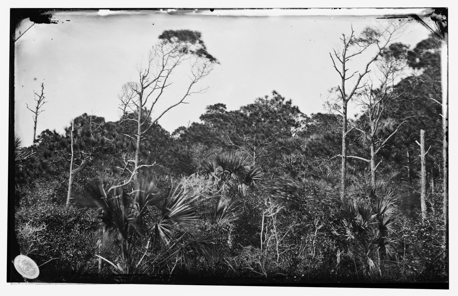 The Green End of the Island
